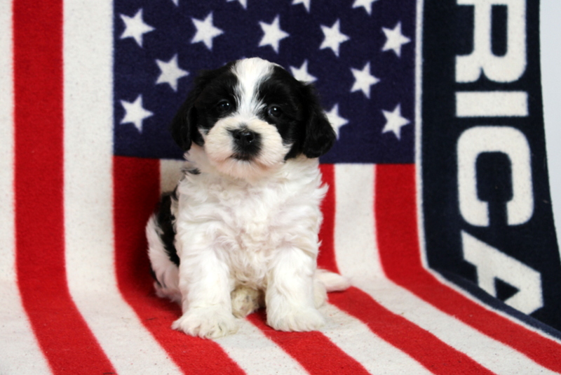 puppy, for, sale, Morki-Poo, Matthew B. Stoltzfus, dog, breeder, Gap, PA, dog-breeder, puppy-for-sale, forsale, nearby, find, puppyfind, locator, puppylocator, aca